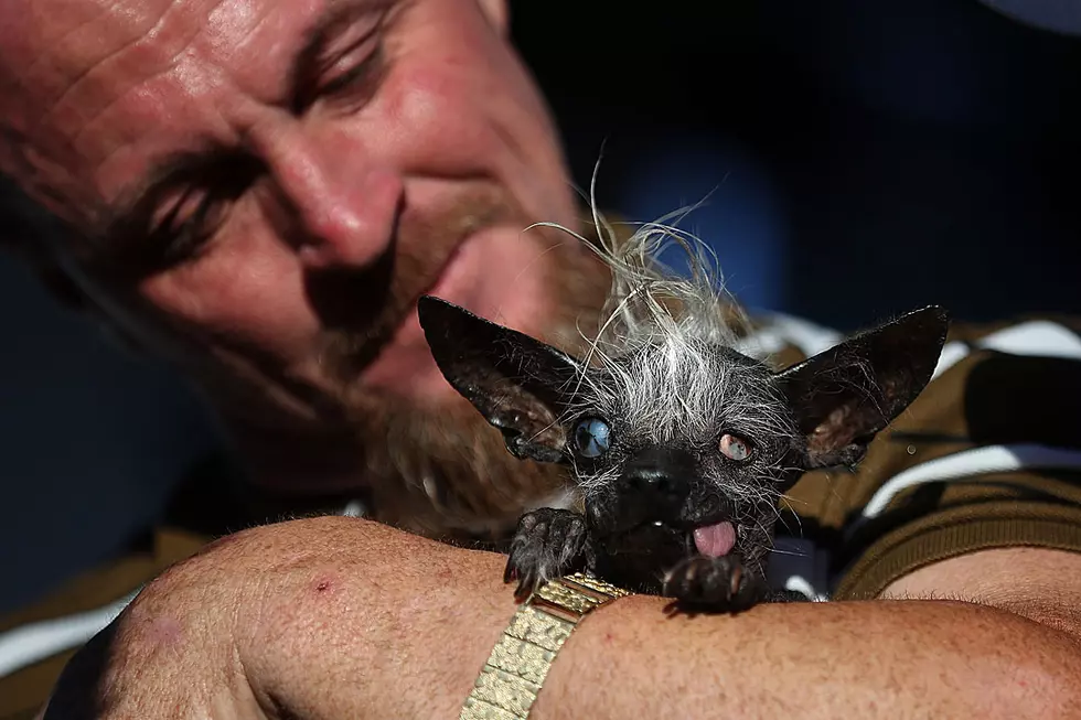 World’s Ugliest Dog 2016 Ain’t Exactly a Looker