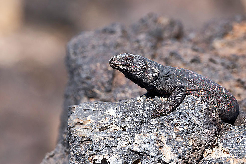 Sweltering Desert Lizard Desperately Races for Shade