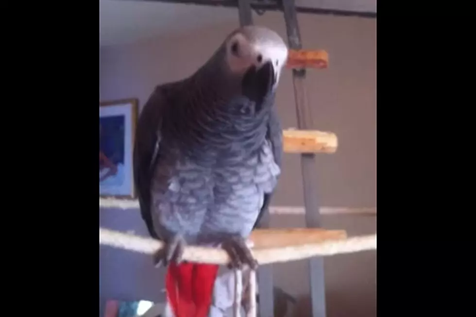This Parrot Has a Bright Future As a Squeaky Toy