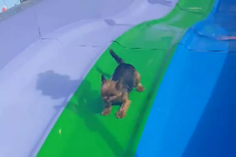 Peppy Dog Repeatedly Riding Slide Is Living Life to the Fullest