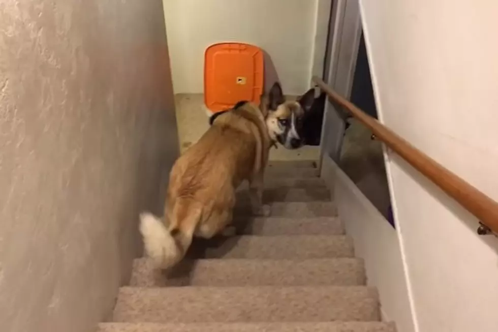 Adorable Dog Walking Up Stairs Backwards Could Be a Trendsetter