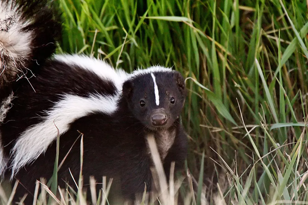 A Skunk, A Coke Can and a Very, Very, Very Brave Man