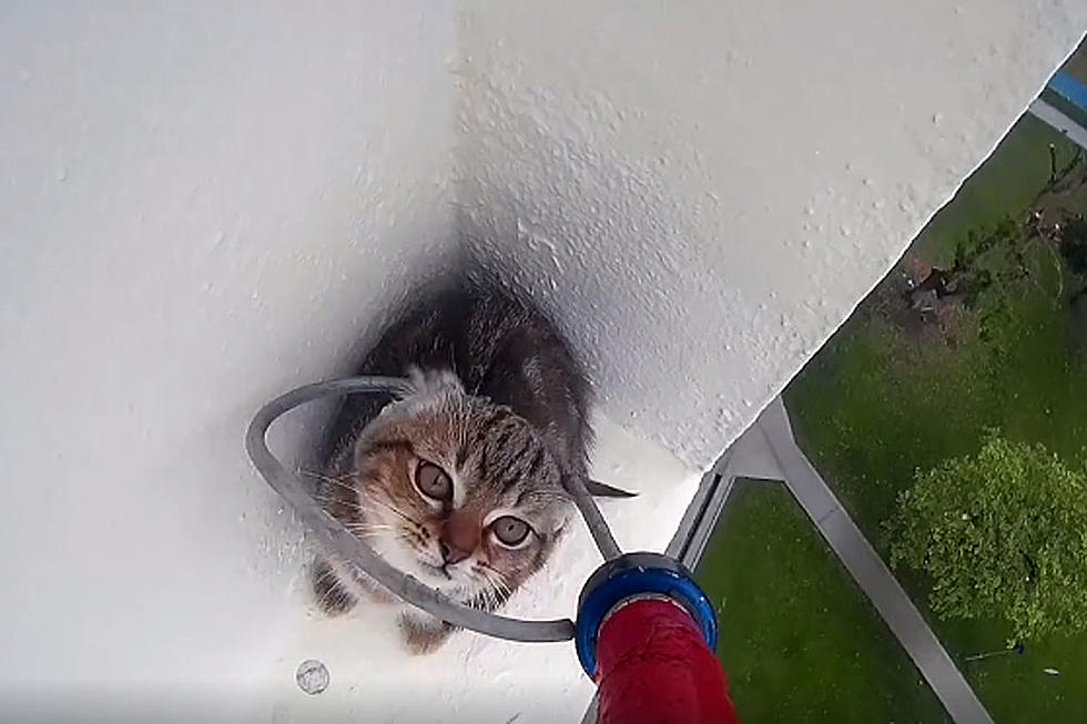 Cat Being Rescued From 12th Story Ledge Is As Dramatic As You Think