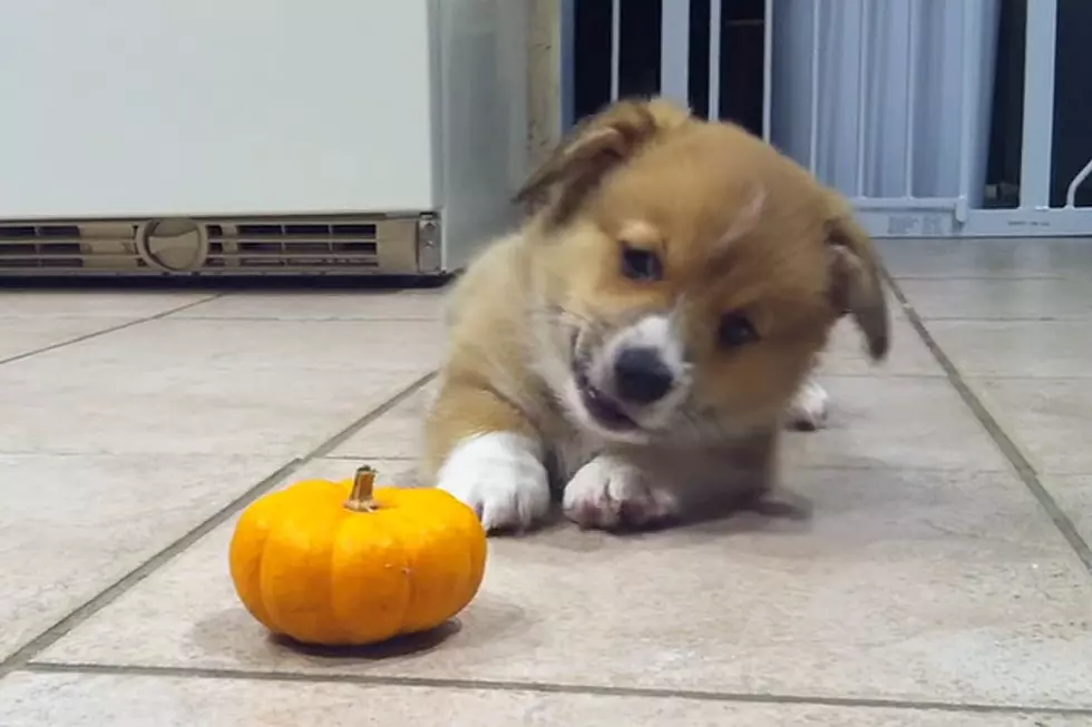 Corgi Barking at Mini Pumpkin Is Your Halloween Rush