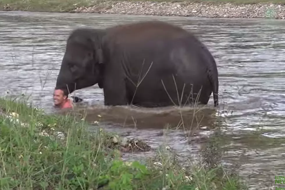 Concerned Elephant 'Saves' Drowning Man in River