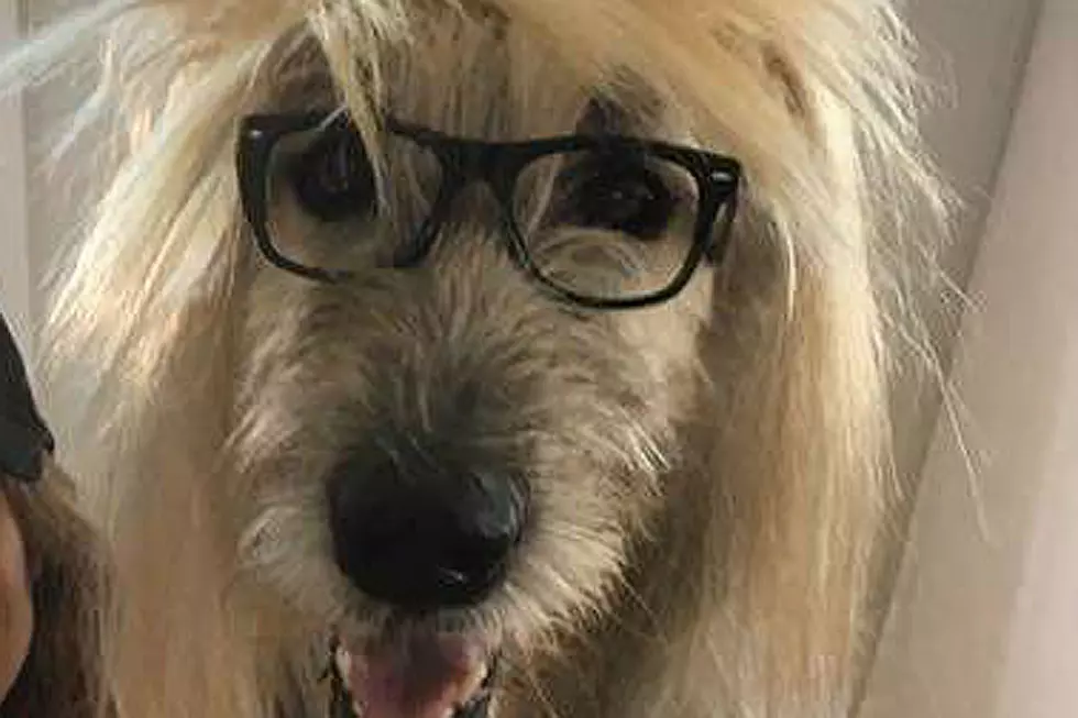 Dog Dresses Up As Garth From 'Wayne's World' for Halloween