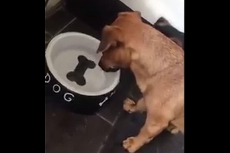 Thirsty Dog Totally Miffed By Picture of Bone in Water Bowl