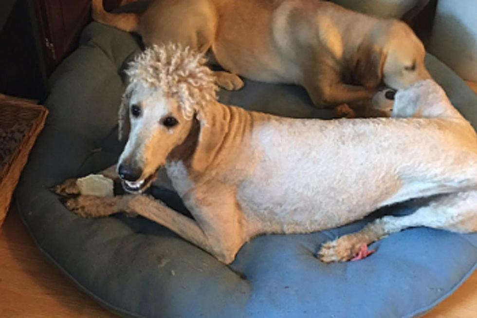 Dog’s Atrocious Haircut Sends Internet Into Hilarious Tailspin
