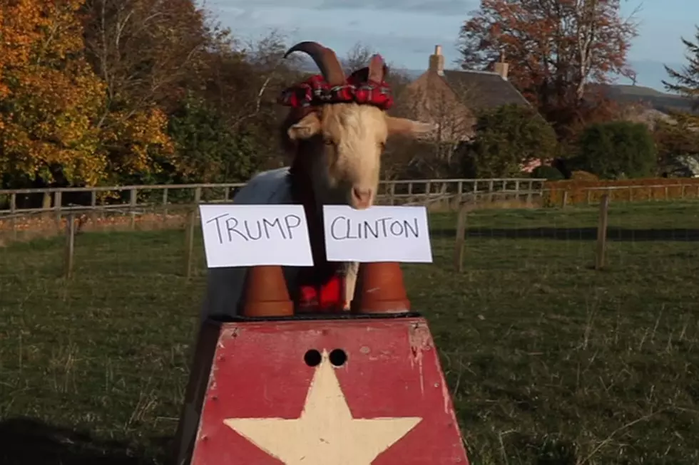 Watch This Goat Pick the Winner of the Presidential Election