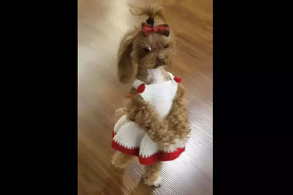 Dog in Dress Walking on 2 Legs Is Adorable and Eerie All at Once
