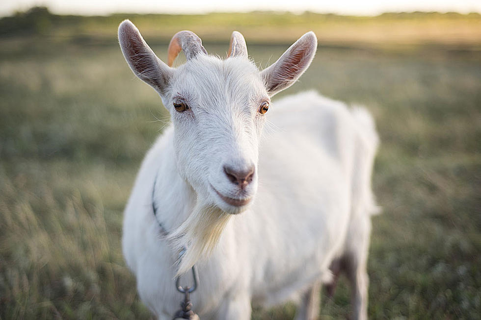 She Stole A Goat, Painted It, & Is Now Facing Felony Charges