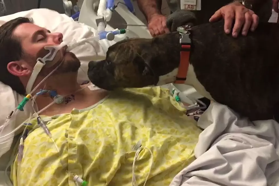 Loving Dog Says Goodbye to Dying Owner in Hospital