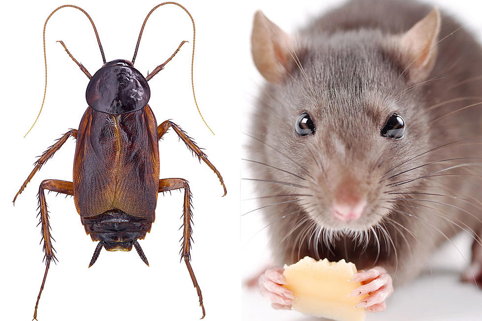 Which Cities Have the Most Rats, Mice and Cockroaches?