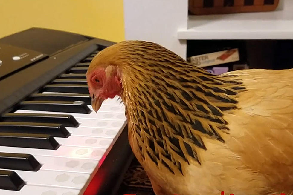 Perfectly Patriotic Chicken Plays &#8216;America the Beautiful&#8217; on Piano, Wows the World