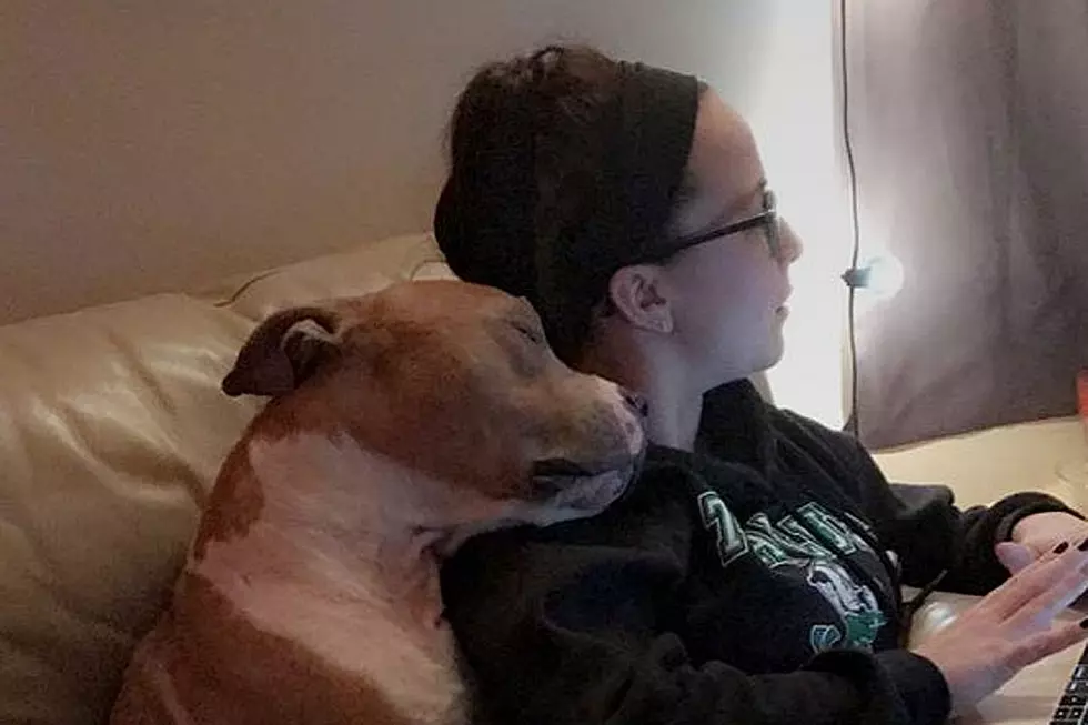 Adopted Dog Snuggling With Owner on Couch Will Melt Your Cold Heart