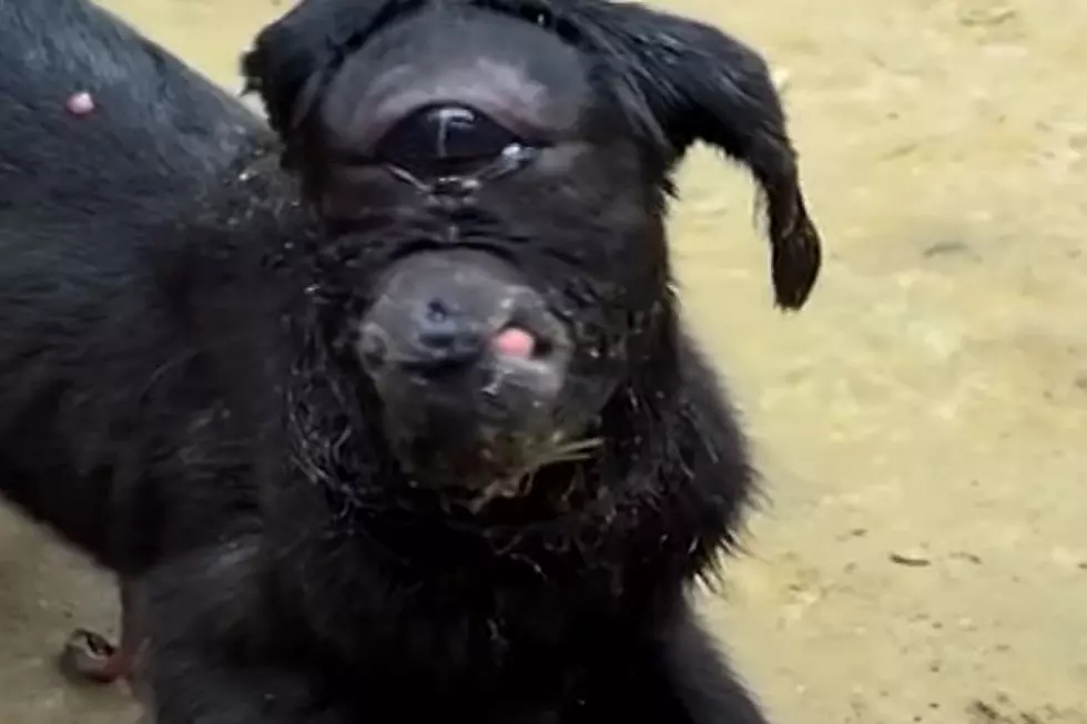 You’ve Gotta See This One-Eyed Goat