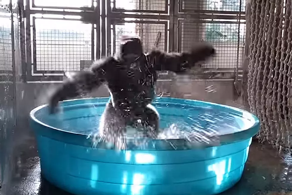 This Wildly Energetic Dancing Gorilla Is Everything Right With the World