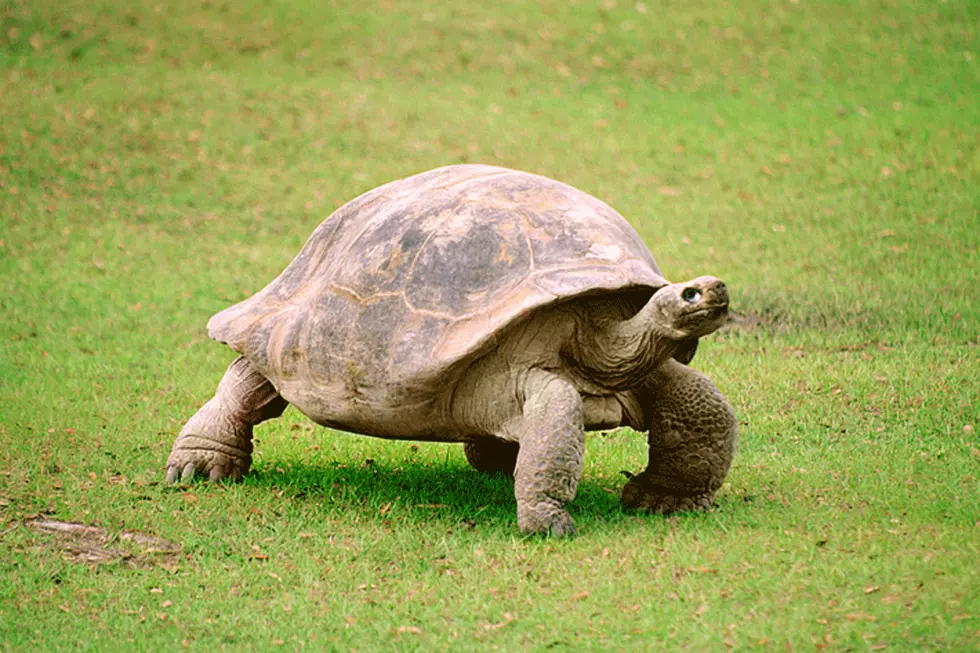 Bold Tortoise Somehow Escapes From Zoo -- Twice