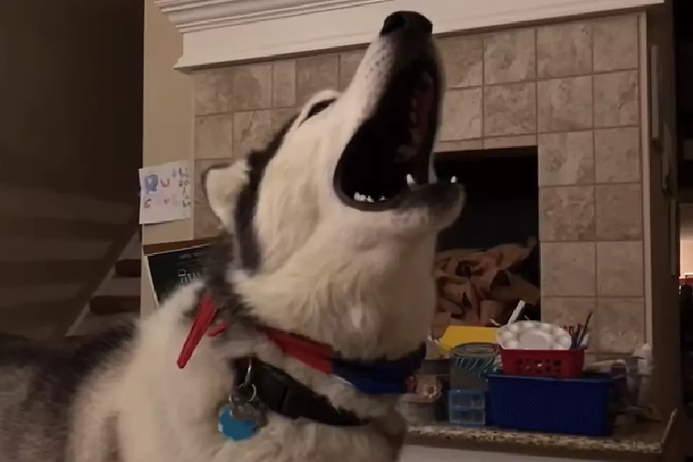 Dog Howls Just Like a Canine Version of Chewbacca