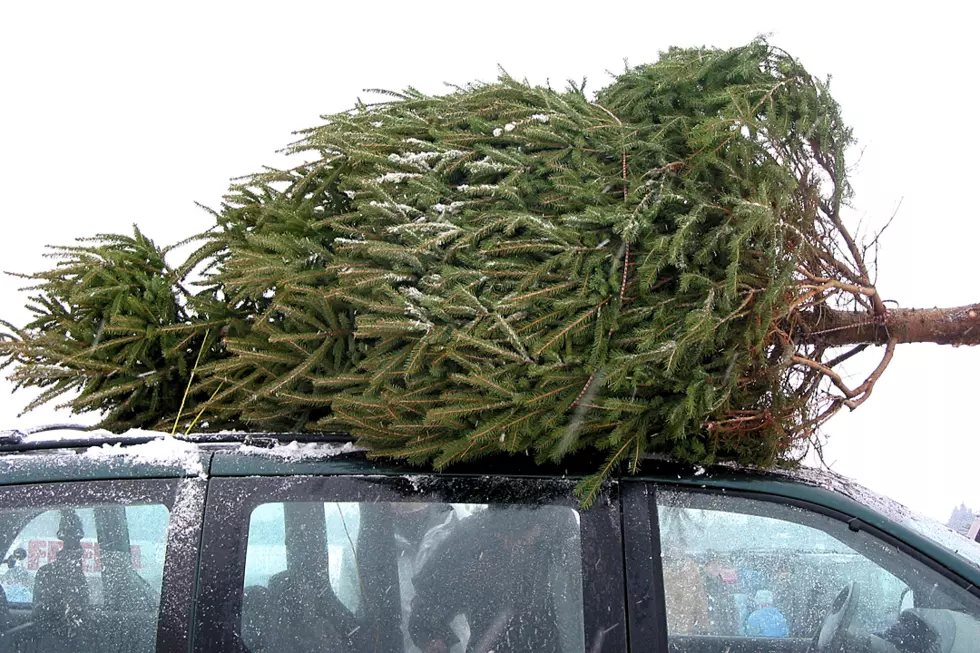 Cops Stop Car Hauling Insanely Ginormous Christmas Tree on Roof