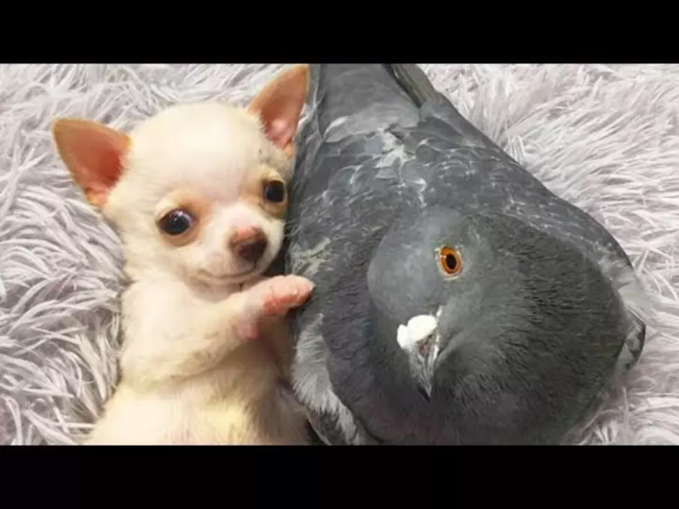 The Disabled Puppy With Pigeon BFF Got a Tiny Wheelchair