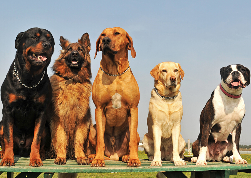 Trained Dogs May Be Able to Detect if Someone Has Coronavirus