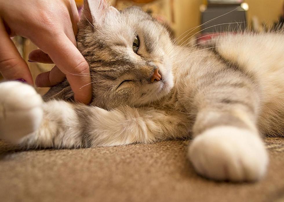 Louisiana Company Launches Cat-Dating App Tabby