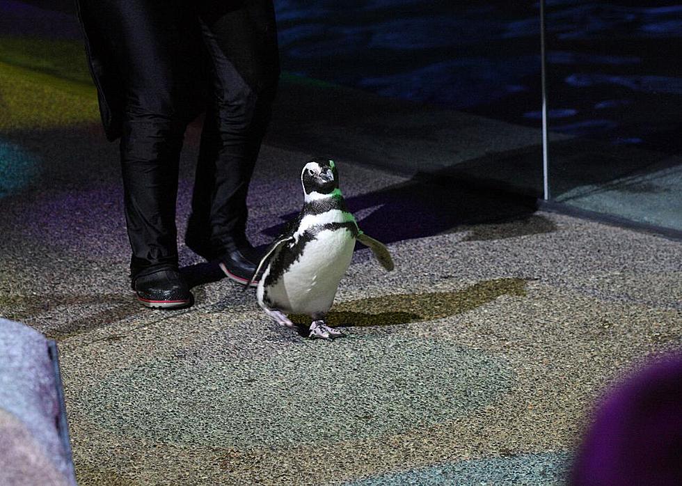 Chill With Penguins This Weekend