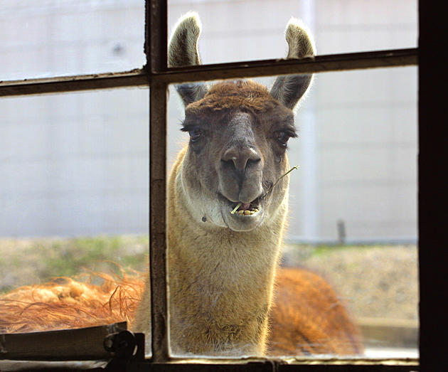 Head to Old Forge for A Lovely Llama Brunch