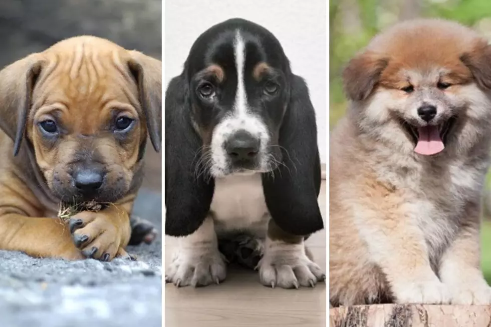 See 50 of America&#8217;s Most &#8216;Pupular&#8217; Dog Breeds as Puppies