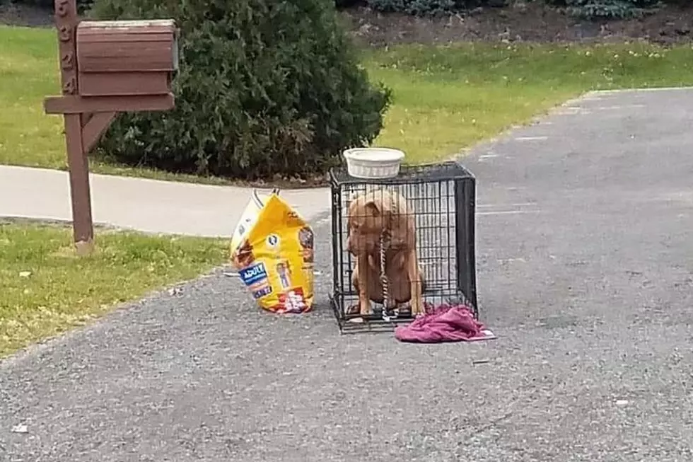 Saddest Pup Abandoned in Crate at the Curb Finds Happy Ending