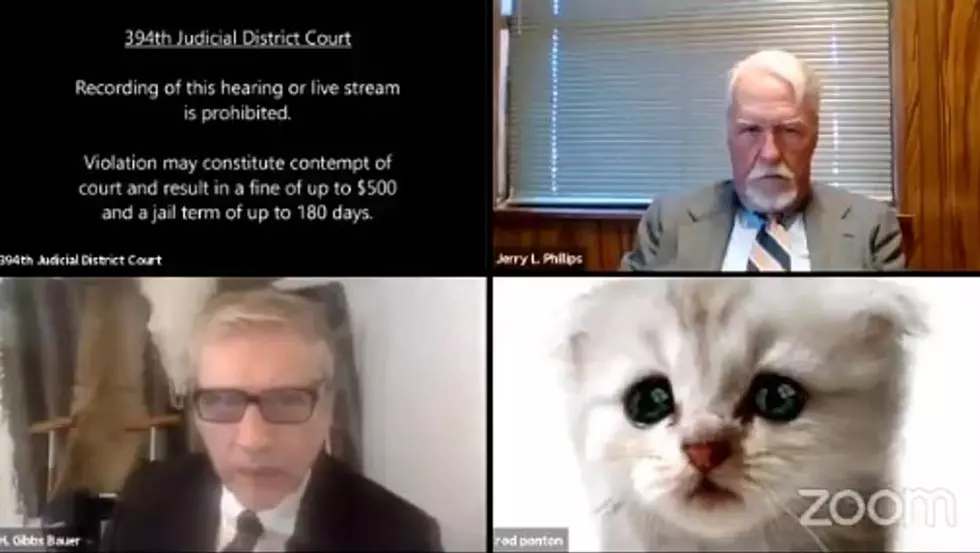 Hilariously Perplexed Lawyer Appears as Cute Kitten During Zoom Call With Judge