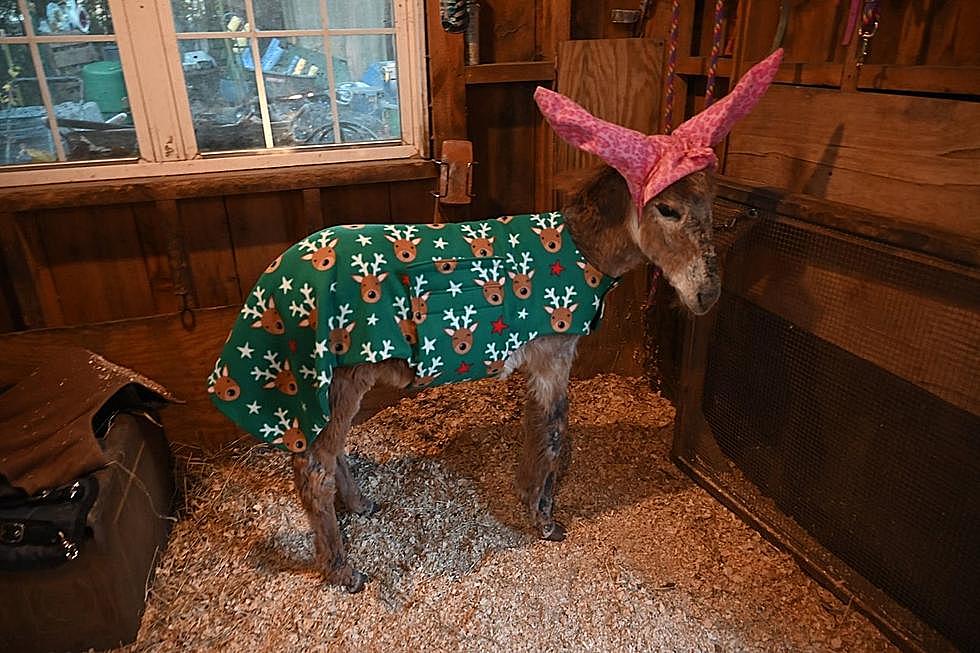 Community Comes Together to Offer Warmth to Adorable Donkey in Need
