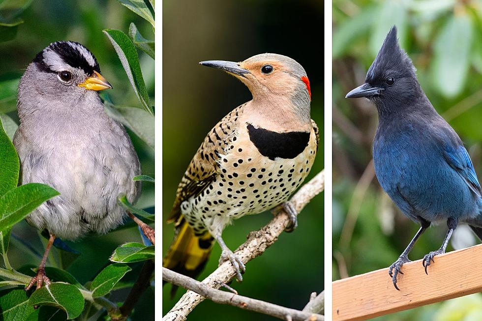 Most Commonly Seen Birds in Colorado
