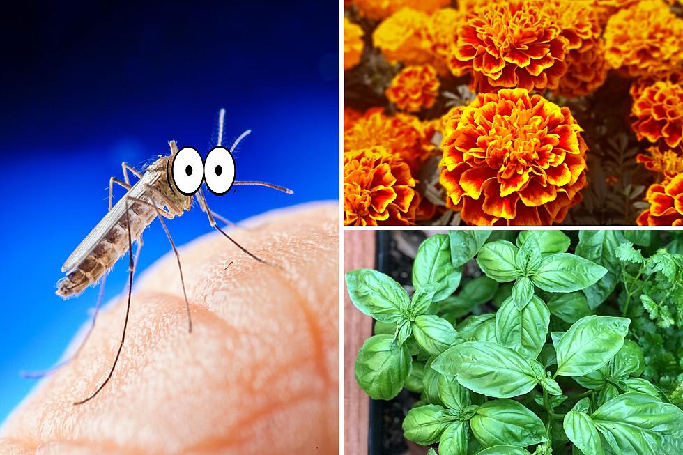 Keep Mosquitoes Away by Adding These 11 Plants to Your Garden