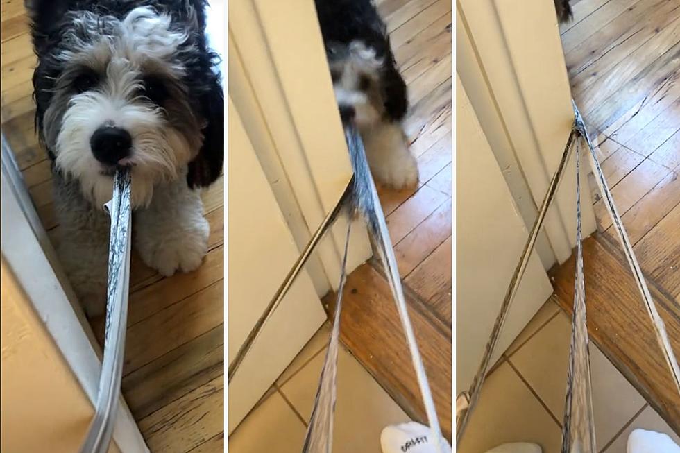WATCH: Dog Goes Viral for Epic Battle With Owner's Underwear