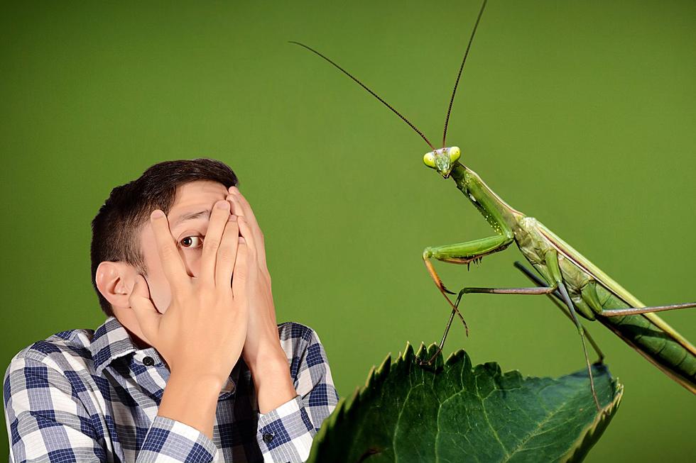 Why Were Praying Mantises Invading Last Month?