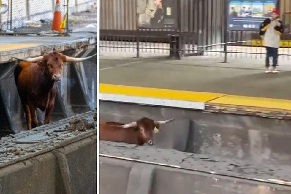 Best Social Media Posts of Bull Running Through NJ Train Station
