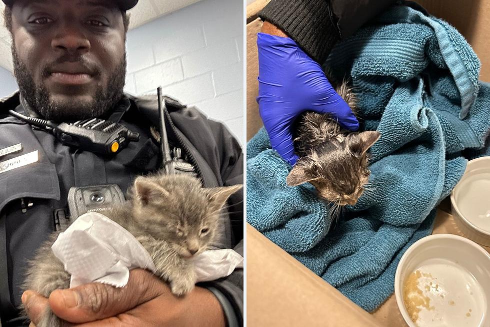 Police Officer who Found Sweet Kitten in Trash Adopts Him