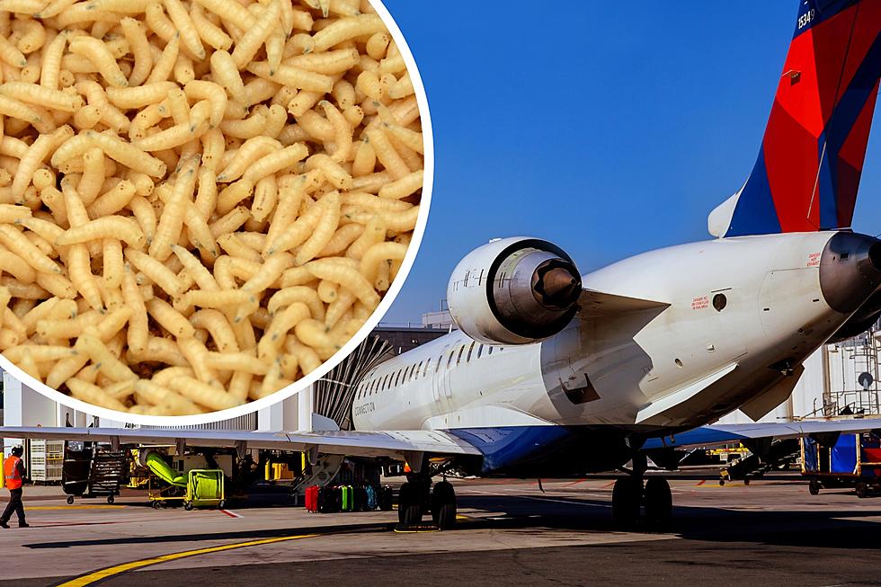 Yuck! Airline Passenger Showered With Maggots From Overhead Bin