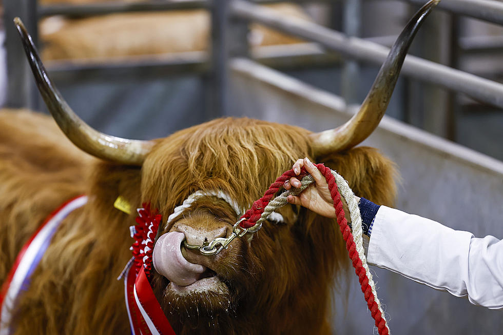 Adorable Highland Cattle are the Vibe We Need for 2024 (Photos)