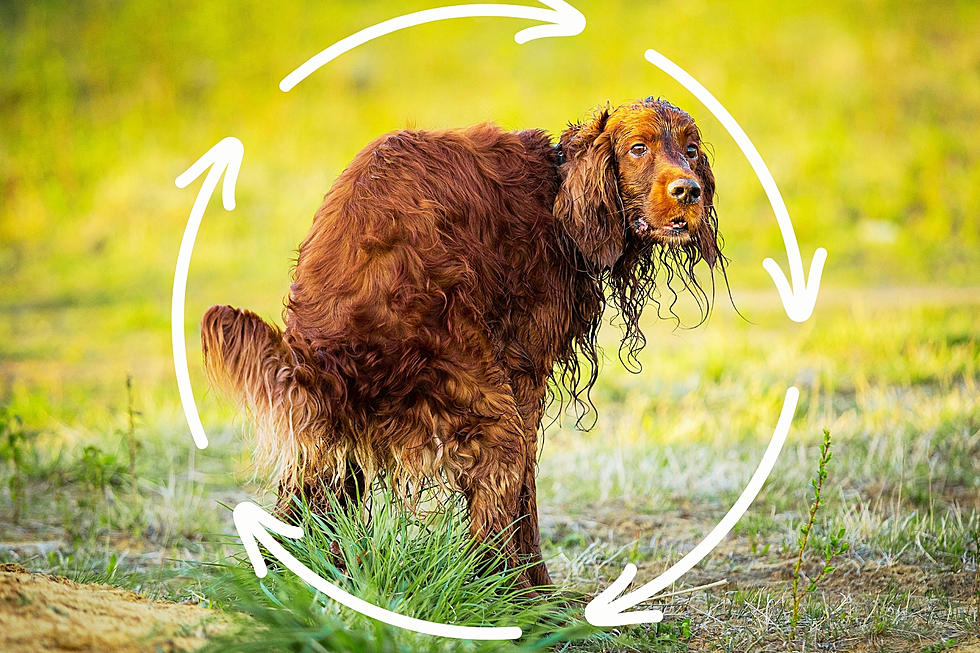 Why Do Dogs Spin in Circles Before Pooping? Magnetic Fields