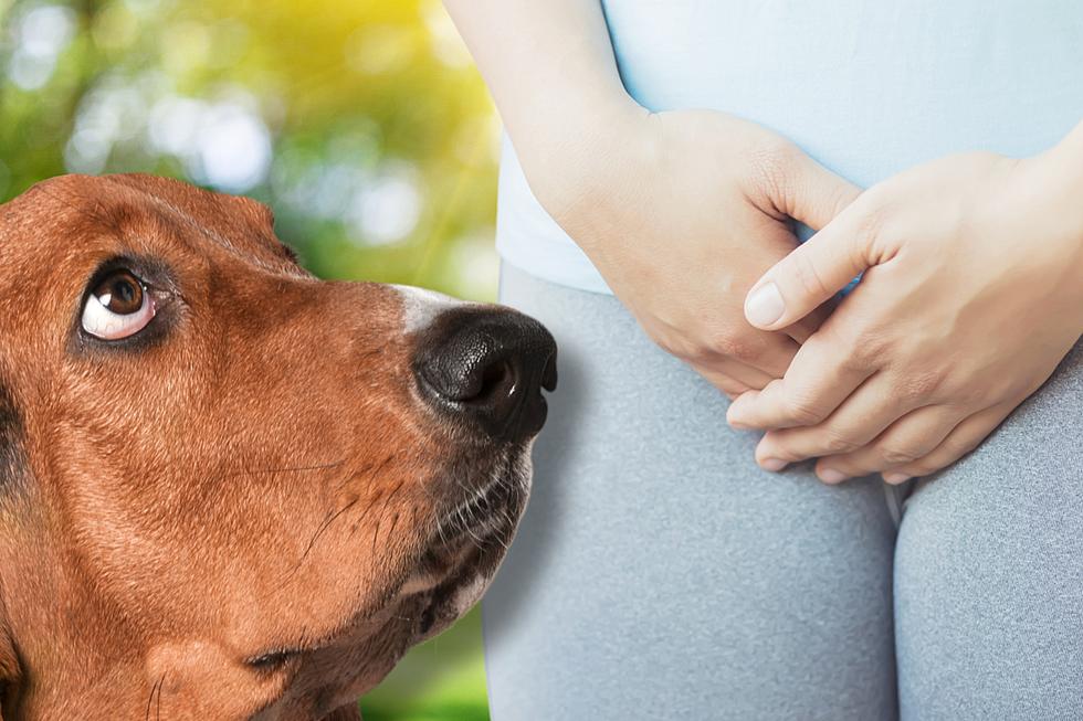 Why Dogs Sniff Crotches And Steal Your Underwear