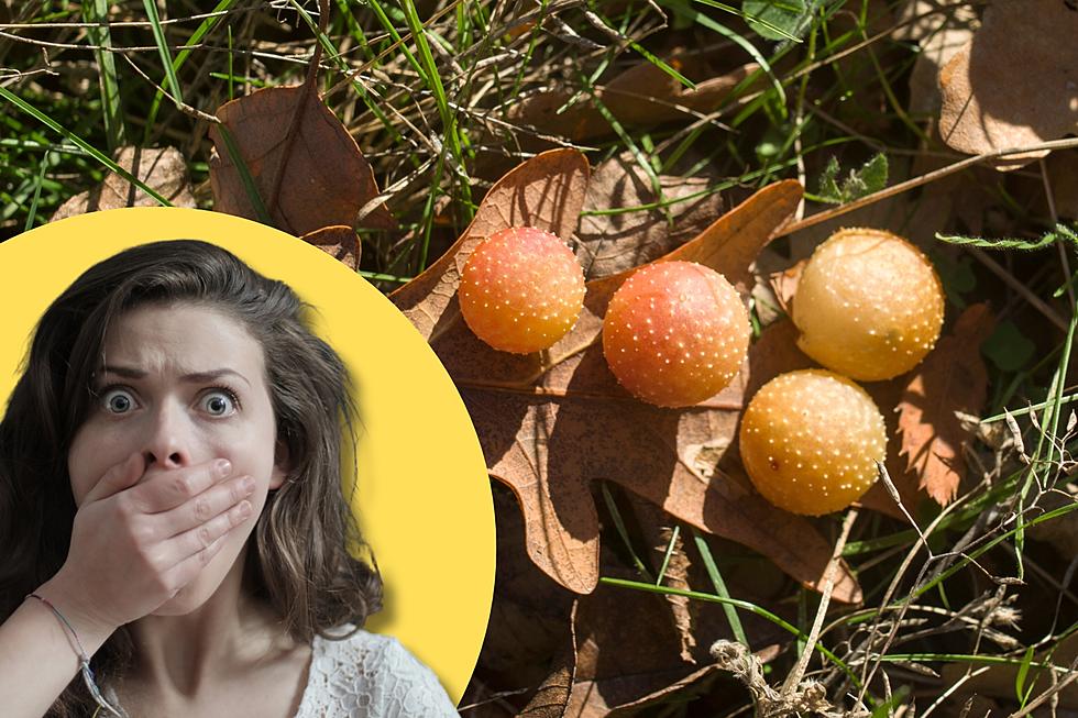 CREEPY: Those Cute Little Apples You See in the Woods Are Not What You Think