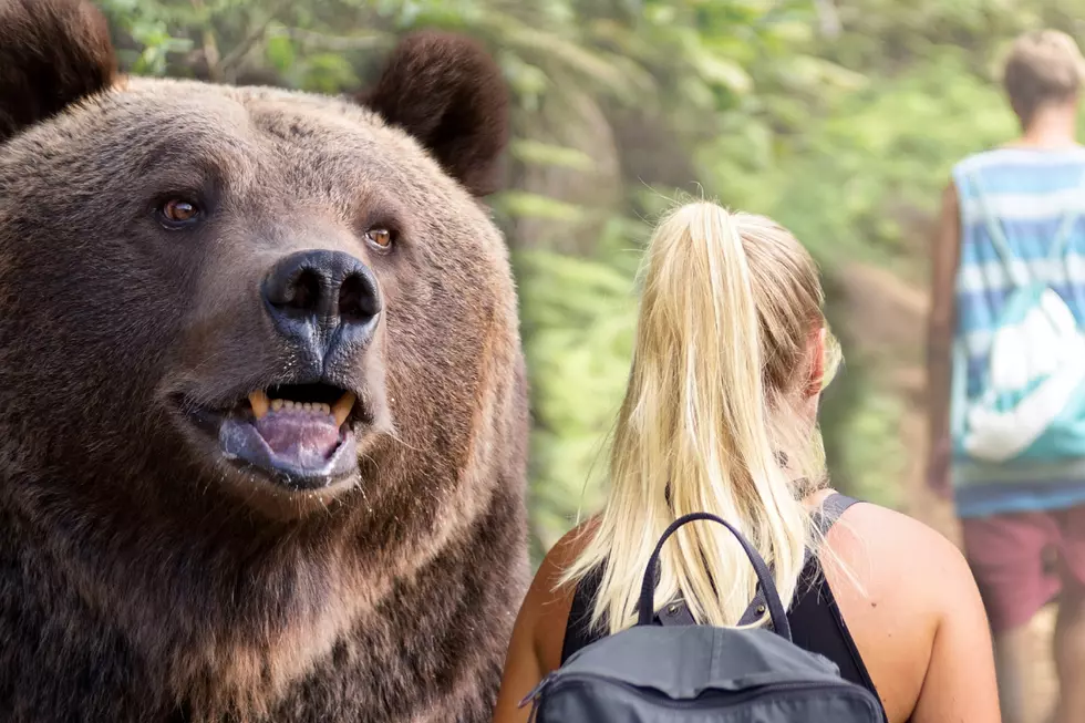 What You Should Absolutely Never Do If Attacked By a Bear