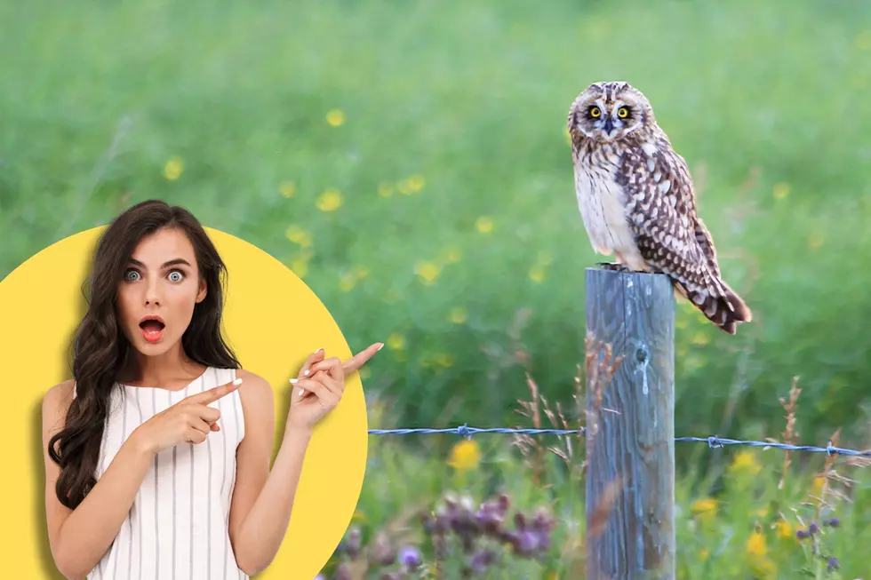 What Does It Mean When You Encounter an Owl? It’s Complicated