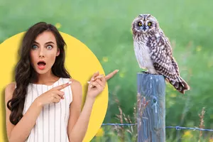 What Does It Mean When You Encounter an Owl? It’s Complicated.