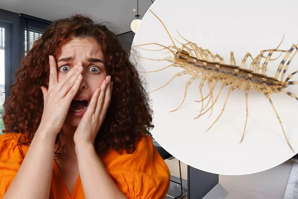 America&#8217;s Most Horrifying Bug Is Actually Something You Want in Your House