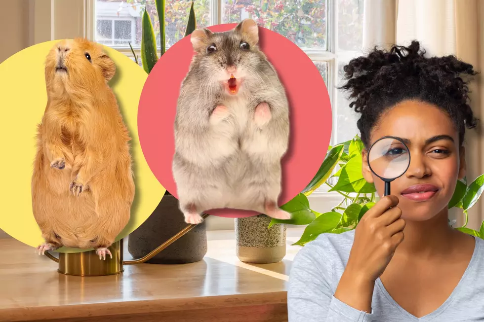 Can You Identify These Popular Family Pets? 