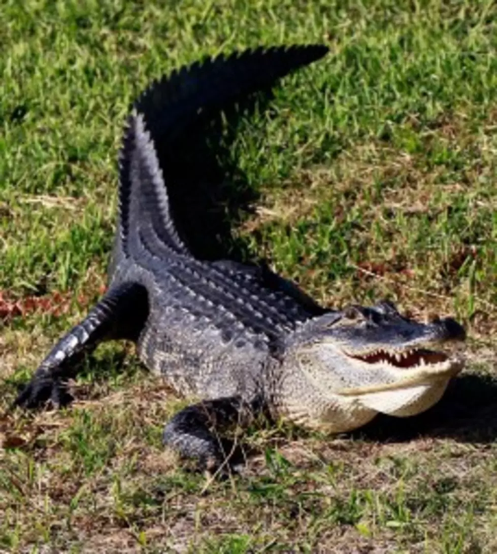 Alligator Feeding Frenzy [Video]